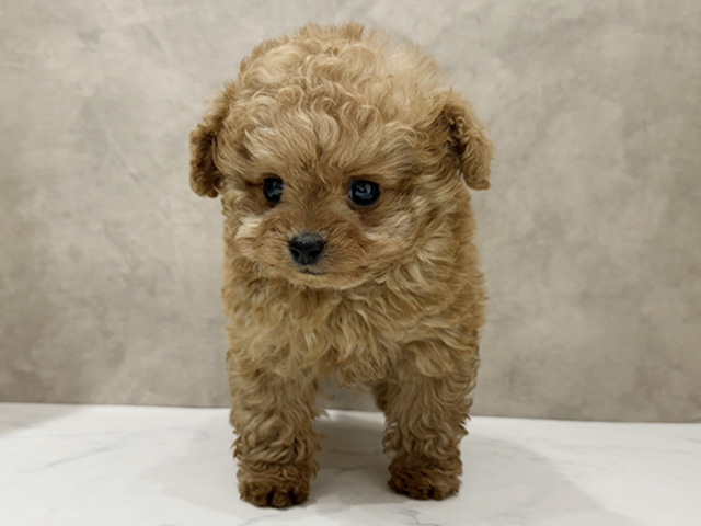 京都府のチワプー/プーチー(チワワ×プードル) (ペッツファースト京都四条河原町店/2026年1月13日生まれ/男の子/アプリコット)の子犬の1枚目の画像