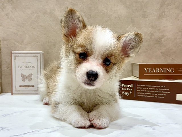 ウェルシュコーギーペンブローク