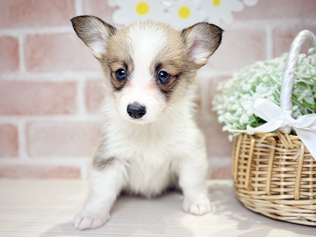 岡山県のウェルシュコーギーペンブローク (ペッツファースト倉敷店/2026年1月11日生まれ/女の子/セーブルホワイト)の子犬の1枚目の画像