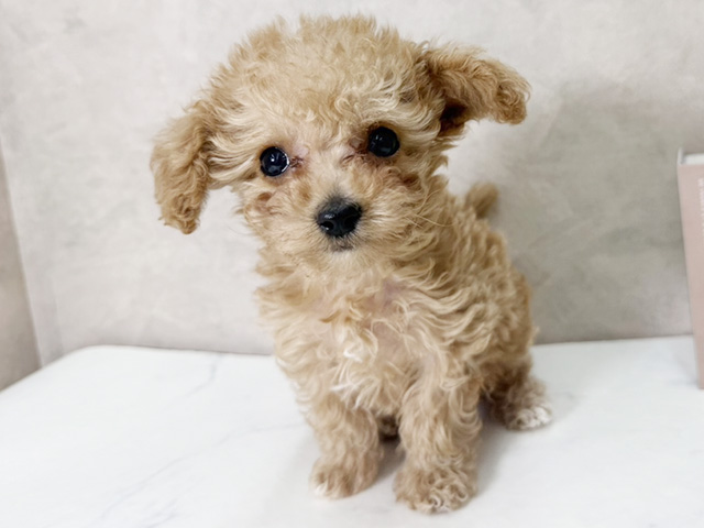 愛知県のマルプー(マルチーズ×プードル) (ペッツファースト名古屋南店/2026年1月13日生まれ/女の子/アプリコット)の子犬の1枚目の画像