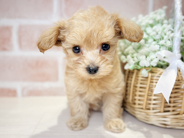 岡山県のマルプー(マルチーズ×プードル) (ペッツファースト倉敷店/2026年1月13日生まれ/女の子/アプリコット)の子犬の1枚目の画像