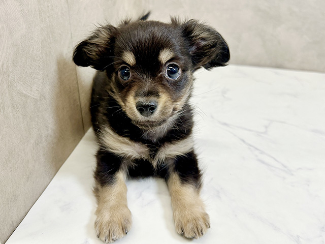 愛知県のチワックス(チワワ×ダックス) (ペッツファースト一宮店/2026年1月13日生まれ/男の子/ブラックタン)の子犬の1枚目の画像