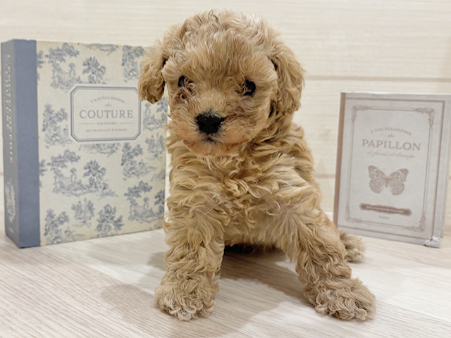 愛知県のトイプードル(タイニー) (ペッツファースト岡崎店/2026年1月13日生まれ/男の子/アプリコット)の子犬の1枚目の画像