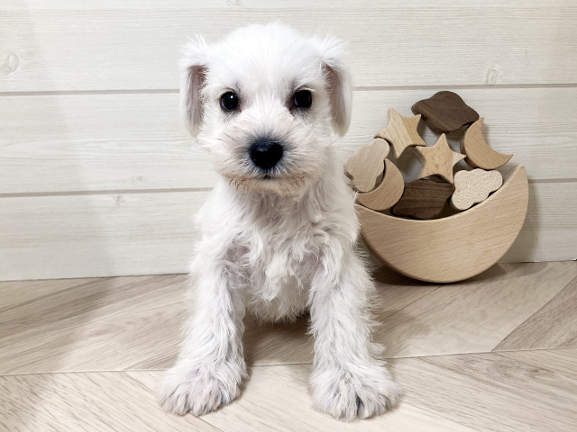 ミニチュアシュナウザー