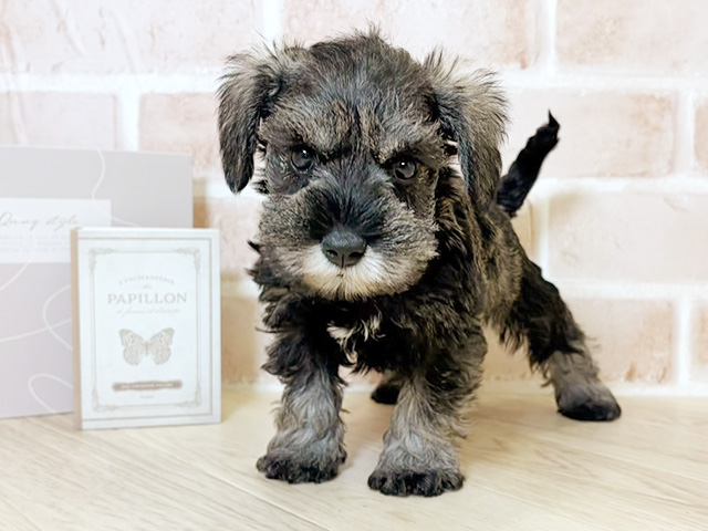 ミニチュアシュナウザー