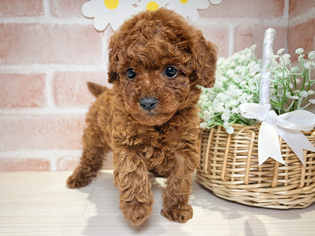 岡山県のトイプードル(トイ) (ペッツファースト倉敷店/2026年1月13日生まれ/女の子/レッド)の子犬