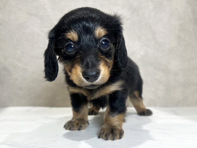 ミニチュアダックスフンド