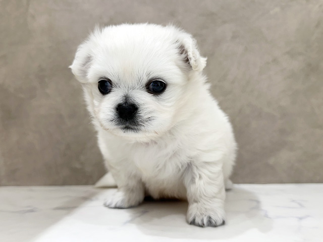 京都府のチワペキ/ペキチー/ペキチワ(チワワ×ペキニーズ) (ペッツファースト京都四条河原町店/2026年1月12日生まれ/男の子/ホワイト)の子犬の1枚目の画像