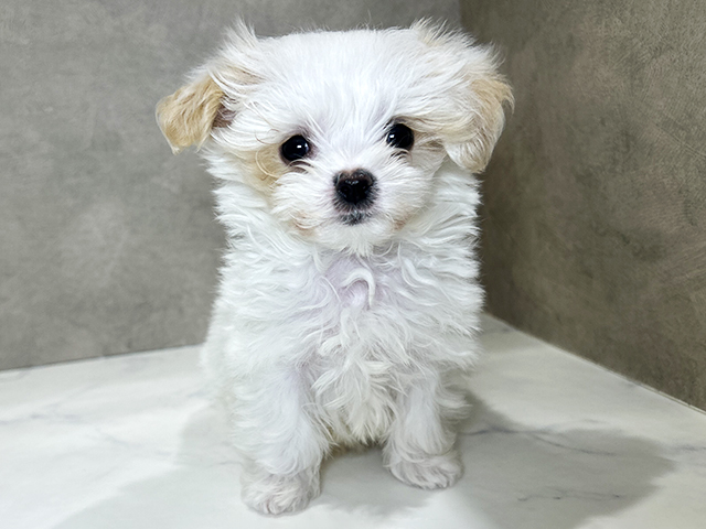 秋田県のマルプー(マルチーズ×プードル) (ペッツファースト秋田店/2025年12月16日生まれ/男の子/ホワイトクリーム)の子犬の1枚目の画像