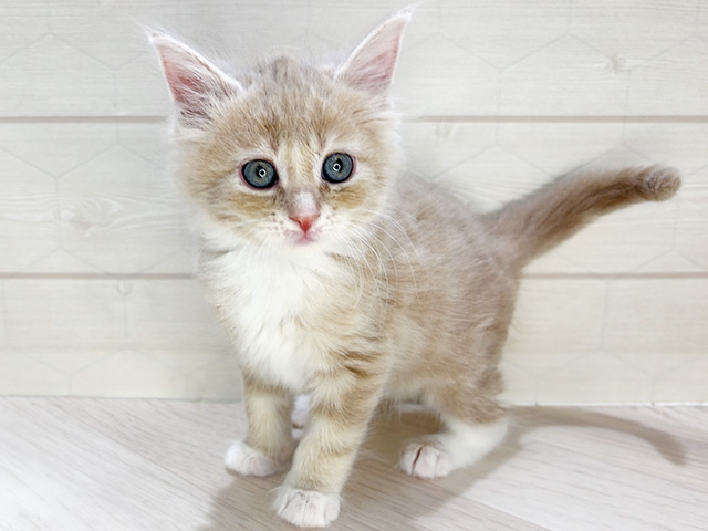 埼玉県のメインクーン (ペッツファーストレイクタウン店/2026年1月12日生まれ/男の子/レッドタビーホワイト)の子猫の1枚目の画像