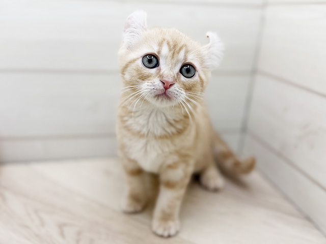 アメリカンカール, 性別 女の子, 誕生日 2026/01/08, 毛色 クリームタビー, 出身 東京都, 店舗 渋谷店(東京都), お問い合わせ番号 2510912