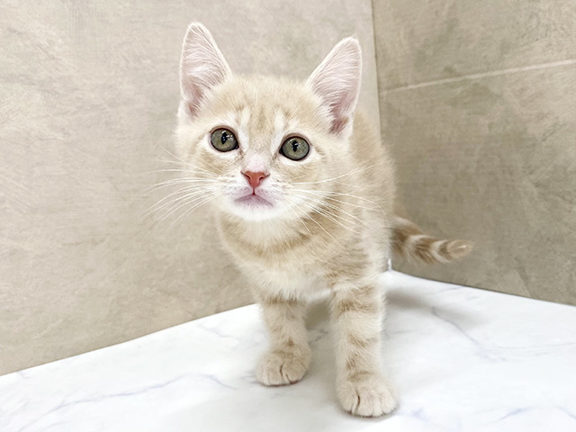 アメリカンショートヘアー, 性別 女の子, 誕生日 2026/01/10, 毛色 クリームタビー, 出身 東京都, 店舗 八王子多摩美大前店(東京都), お問い合わせ番号 2510916