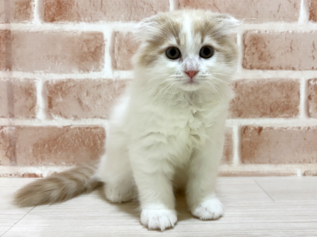 神奈川県のスコティッシュフォールド (ペッツファーストfor cats横浜元町店/2026年1月8日生まれ/男の子/クリームタビーホワイト)の子猫の1枚目の画像