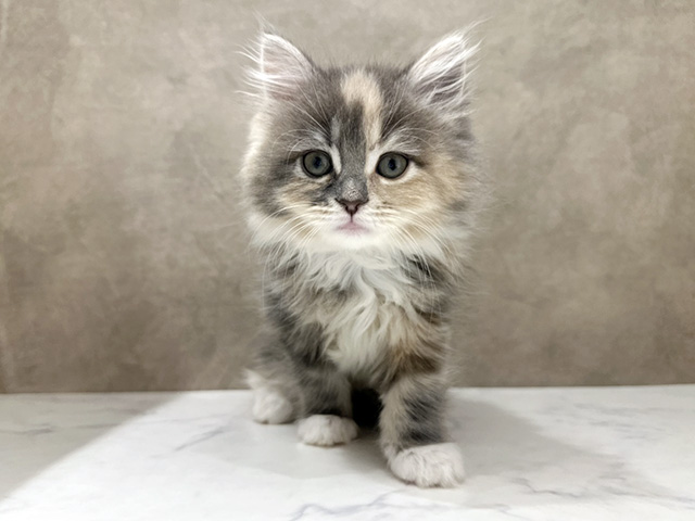 京都府のサイベリアン (ペッツファースト京都四条河原町店/2026年1月10日生まれ/女の子/ブルーパッチドタビーホワイト)の子猫の1枚目の画像