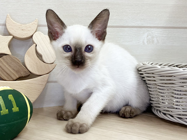 愛知県のシャム (ペッツファースト大高店/2026年1月12日生まれ/女の子/シールポイント)の子猫の1枚目の画像