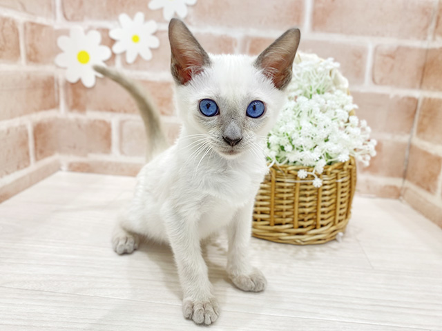 福岡県のトンキニーズ (ペッツファースト筑紫野店/2026年1月9日生まれ/男の子/プラチナミンク)の子猫