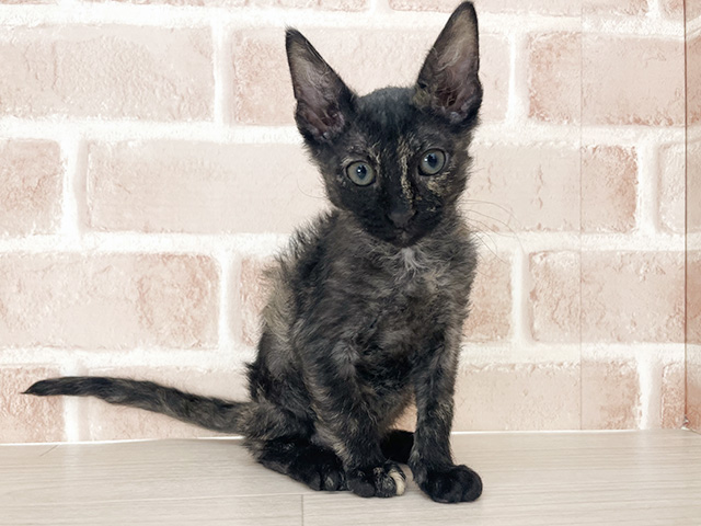 埼玉県のラパーマ (ペッツファーストさいたま新都心店/2026年1月11日生まれ/女の子/トーティーシェル)の子猫の1枚目の画像