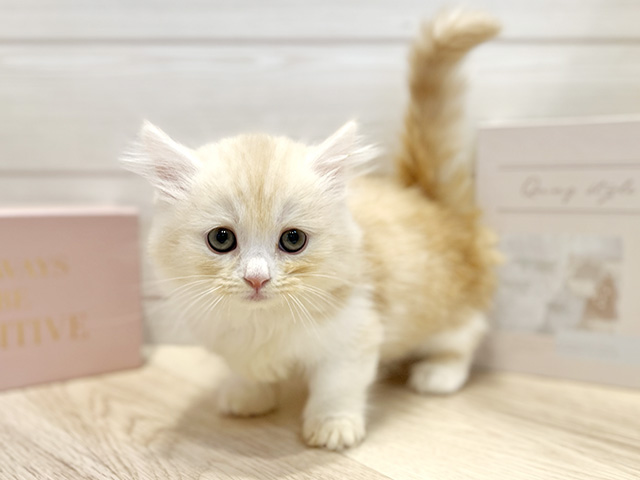 ミヌエット, 性別 男の子, 誕生日 2026/01/10, 毛色 カメオタビーホワイト, 出身 東京都, 店舗 麻布十番店(東京都), お問い合わせ番号 2510935