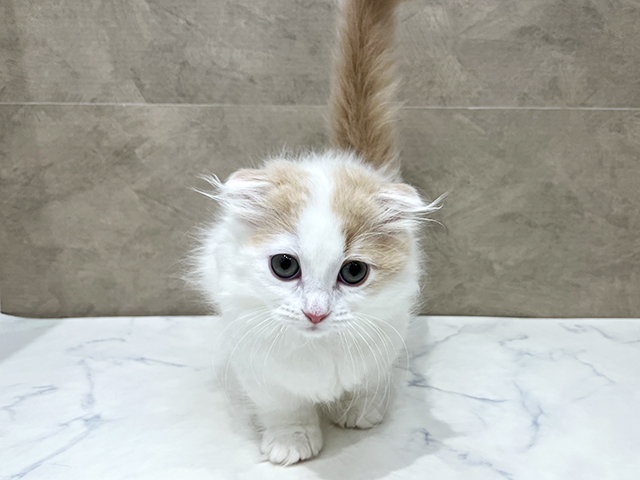 ミヌエット, 性別 女の子, 誕生日 2026/01/08, 毛色 クリームタビーホワイトバン, 出身 東京都, 店舗 福津店(福岡県), お問い合わせ番号 2510937