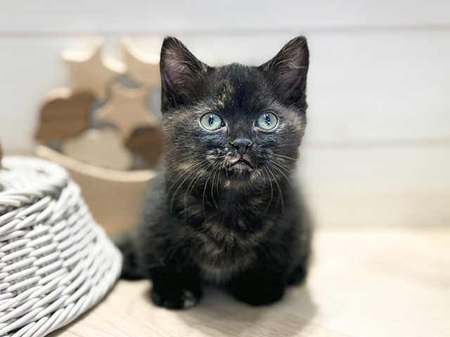群馬県のマンチカン (ペッツファースト高崎店/2026年1月11日生まれ/女の子/トーティーシェル)の子猫の1枚目の画像