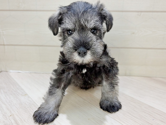 ミニチュアシュナウザー