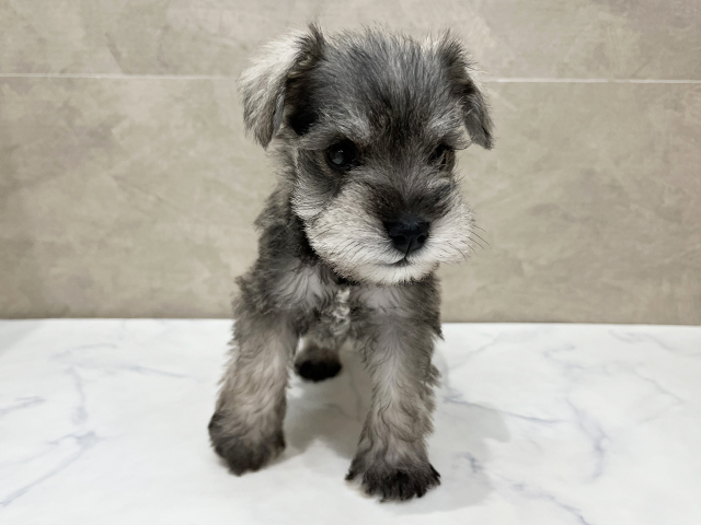 ミニチュアシュナウザー