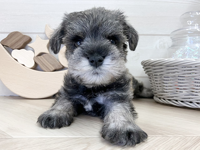愛知県のミニチュアシュナウザー (ペッツファースト大高店/2026年1月14日生まれ/男の子/ソルトペッパー)の子犬の1枚目の画像