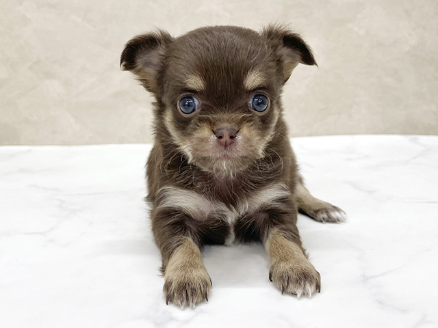 東京都のチワワ(ロング) (ペッツファースト八王子多摩美大前店/2026年1月14日生まれ/女の子/チョコレートタンホワイト)の子犬の1枚目の画像