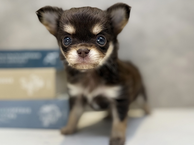 埼玉県のチワワ(ロング) (ペッツファースト川口店/2026年1月14日生まれ/男の子/チョコレートタンホワイト)の子犬