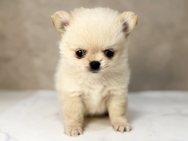東京都のポメチワ/チワポメ/ポメチー(ポメラニアン×チワワ) (ペッツファーストららぽーと立川立飛店/2026年1月14日生まれ/男の子/クリームホワイト)の子犬