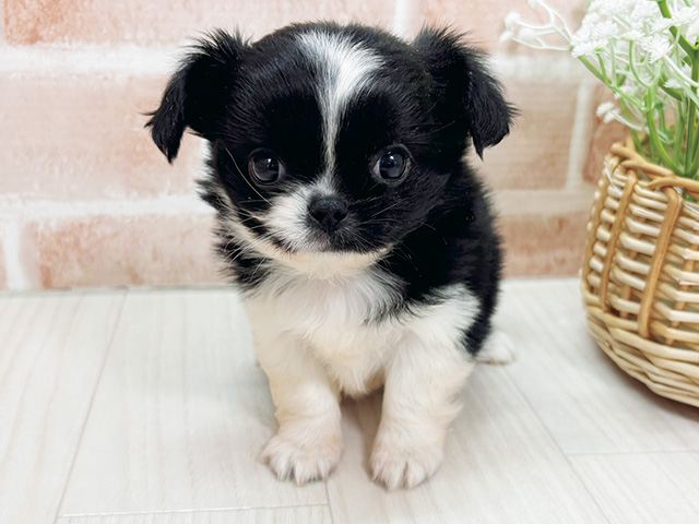 埼玉県のチワペキ/ペキチー/ペキチワ(チワワ×ペキニーズ) (ペッツファースト川越店/2026年1月13日生まれ/男の子/ブラックホワイト)の子犬