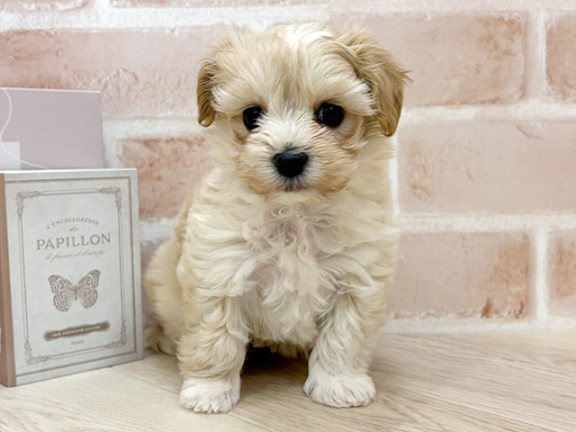 千葉県のマルプー(マルチーズ×プードル) (ペッツファースト市川妙典店/2026年1月14日生まれ/女の子/クリーム)の子犬の1枚目の画像