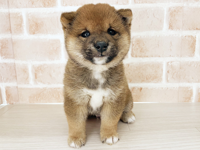 埼玉県の豆柴 (ペッツファーストさいたま新都心店/2026年1月14日生まれ/男の子/赤)の子犬の1枚目の画像