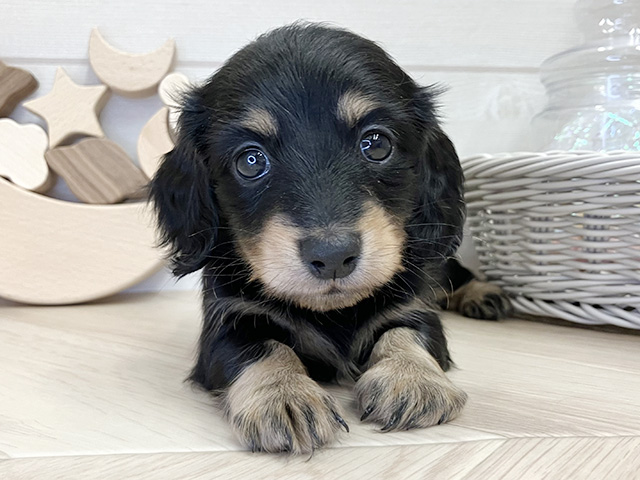 ミニチュアダックスフンド