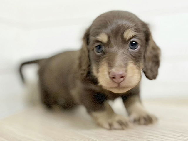 埼玉県のミニチュアダックスフンド(ロング) (ペッツファースト春日部店/2026年1月14日生まれ/男の子/チョコレートイエロー)の子犬