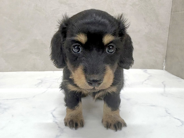 ミニチュアダックスフンド