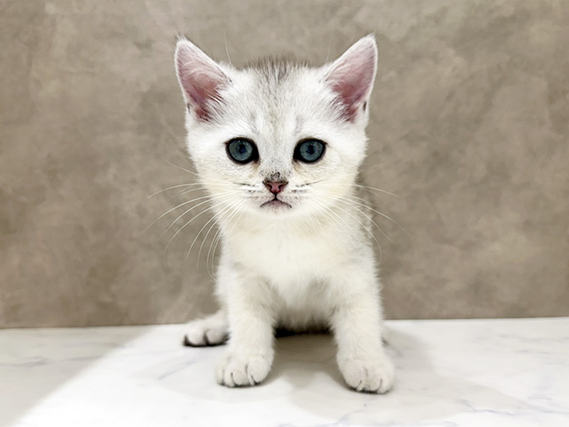 ブリティッシュ