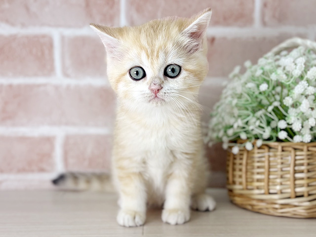 ブリティッシュ