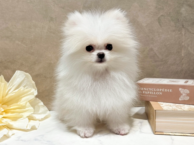 東京都のポメラニアン (ペッツファースト代官山店/2026年1月12日生まれ/男の子/クリーム)の子犬の1枚目の画像