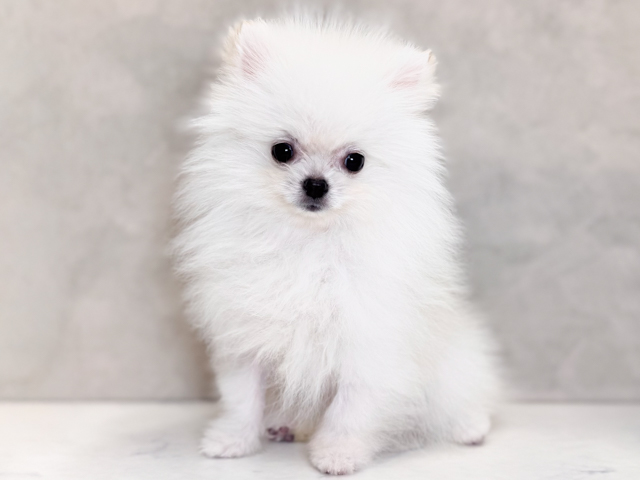 埼玉県のポメラニアン (ペッツファーストPETEMOレイクタウンmori店/2026年1月12日生まれ/男の子/クリーム)の子犬の1枚目の画像