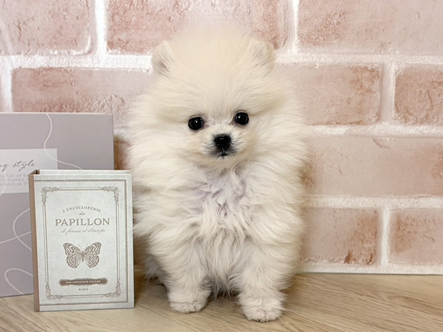 千葉県のポメラニアン (ペッツファースト市川妙典店/2026年1月12日生まれ/男の子/クリーム)の子犬の1枚目の画像