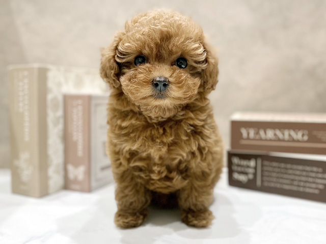 奈良県のトイプードル(ティーカップ) (ペッツファースト橿原店/2026年1月13日生まれ/女の子/レッドフォーン)の子犬の1枚目の画像