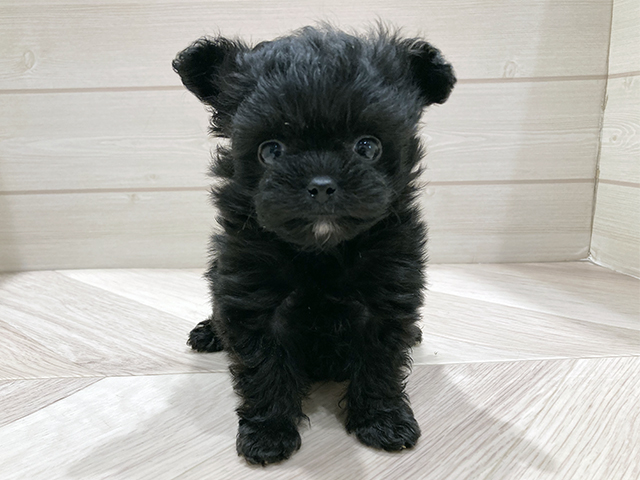 東京都のチワプー/プーチー(チワワ×プードル) (ペッツファースト豊洲店/2026年1月14日生まれ/女の子/ブラック)の子犬