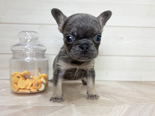 兵庫県のフレンチブルドッグ (ペッツファースト神戸元町店/2026年1月6日生まれ/男の子/ブルータン)の子犬の1枚目の画像