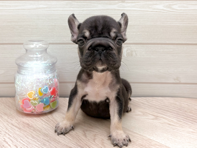 東京都のフレンチブルドッグ (ペッツファースト渋谷店/2025年12月31日生まれ/男の子/ブラックタン)の子犬の1枚目の画像