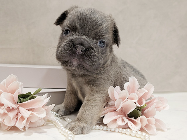 東京都のフレンチブルドッグ (ペッツファースト新宿店/2026年1月14日生まれ/女の子/ブルーフォーン)の子犬