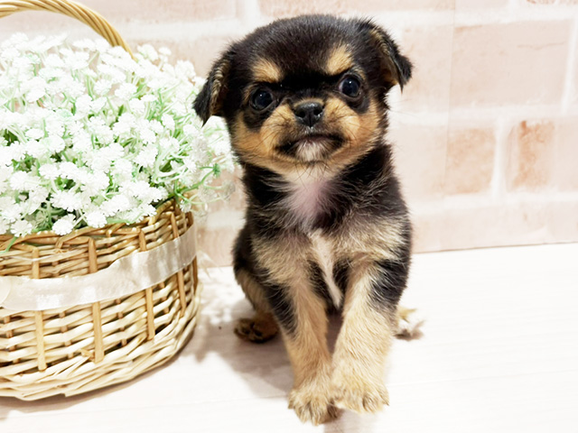 神奈川県のハーフ犬・ミックス犬 (ペッツファースト横浜元町店/2026年1月7日生まれ/女の子/ブラックタン)の子犬の1枚目の画像