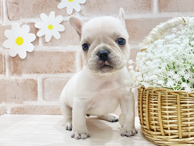 福岡県のフレンチブルドッグ (ペッツファースト筑紫野店/2026年1月13日生まれ/男の子/クリーム)の子犬