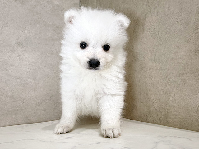 静岡県の日本スピッツ (ペッツファースト富士宮店/2026年1月13日生まれ/男の子/ホワイト)の子犬