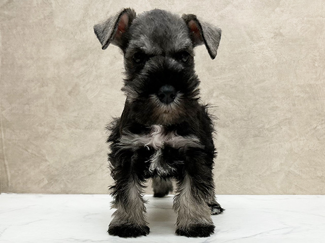 埼玉県のミニチュアシュナウザー (ペッツファースト岩槻店/2026年1月14日生まれ/男の子/ソルトペッパー)の子犬